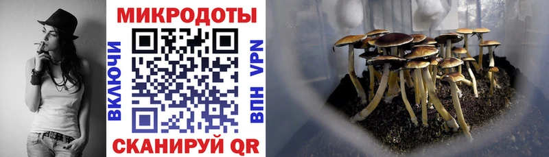 Псилоцибиновые грибы Psilocybine cubensis  Шагонар 